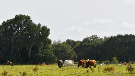 Can a Solar Powered Water Pump Handle Livestock Watering?
